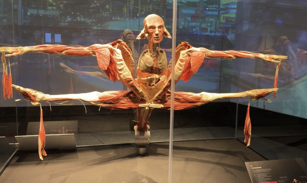 BODY WORLDS in Warsaw — An Exhibition for Adults, and a Reminder to Move